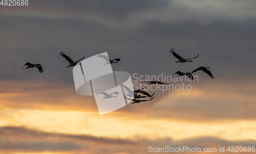 Image of Common Crane (Grus grus) in flight