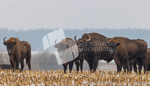 Image of European Bison herd resting in snowy field