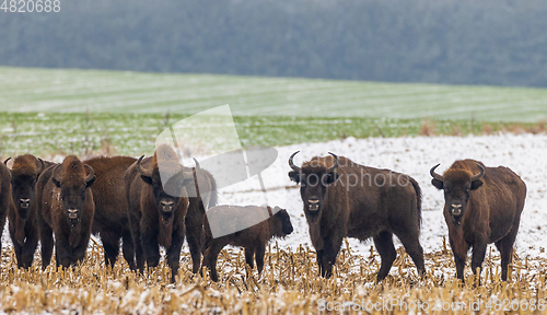 Image of European Bison herd feeding in snowy field