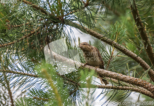 Image of Eurasian Wryneck (Jynx torquilla) on branch