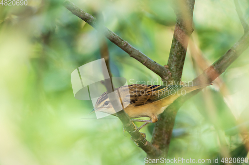 Image of Sedge warbler (Acrocephalus schoenobaenus) on branch