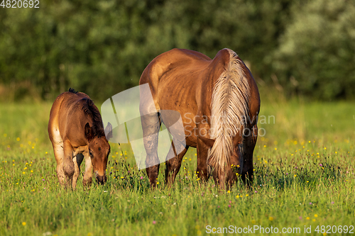 Image of Horses grazing in pasture