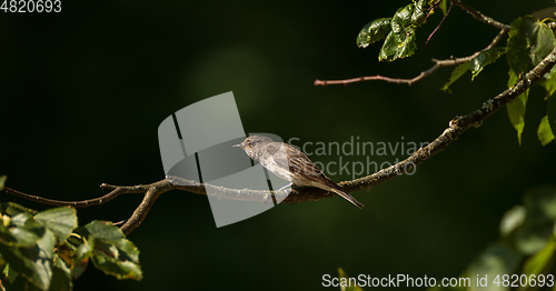 Image of Spotted Flycatcher (Muscicapa striata) on branch