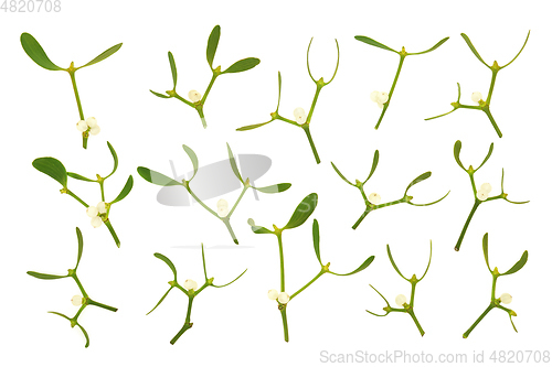 Image of Winter Mistletoe Leaf Sprigs with Berries