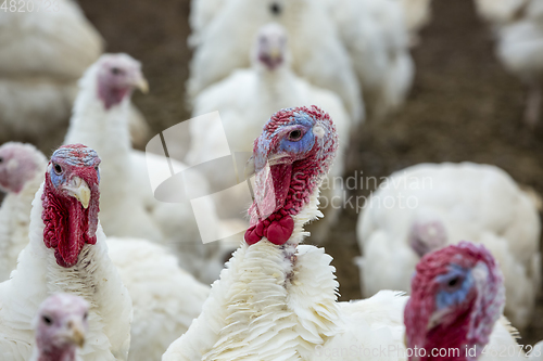 Image of Turkey-poult