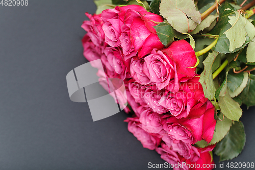 Image of pink roses isolated on white