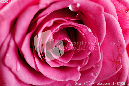 Image of pink roses isolated on white