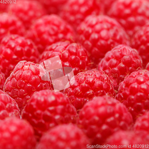 Image of many raspberry berries isolated on white