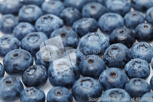 Image of blueberry berries isolated on white background