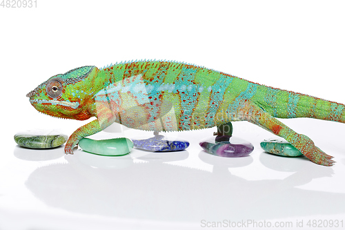 Image of alive chameleon reptile