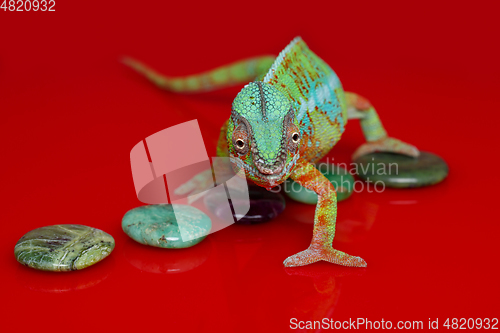 Image of alive chameleon reptile