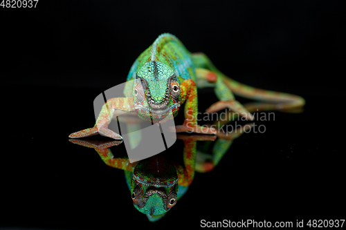 Image of alive chameleon reptile