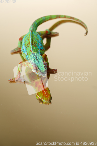 Image of alive chameleon reptile