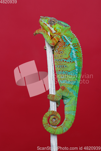 Image of alive chameleon reptile