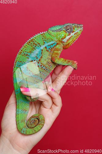 Image of alive chameleon reptile