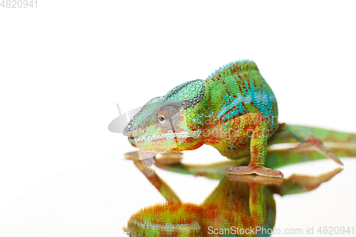 Image of alive chameleon reptile