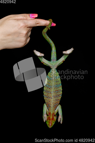 Image of alive chameleon reptile