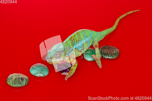 Image of alive chameleon reptile