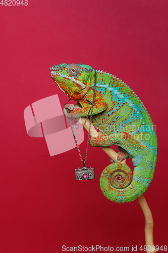 Image of alive chameleon reptile