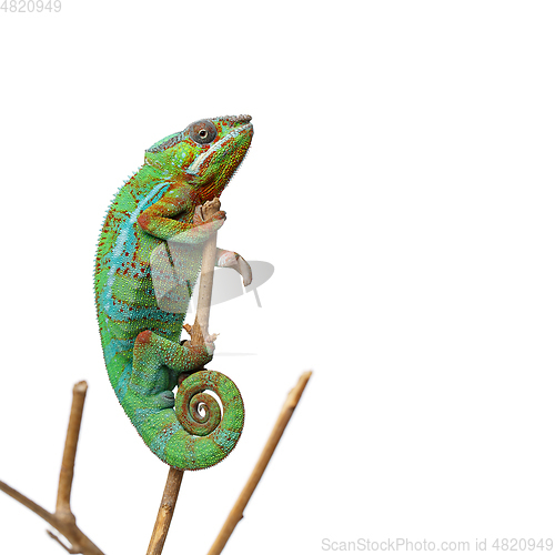 Image of alive chameleon reptile