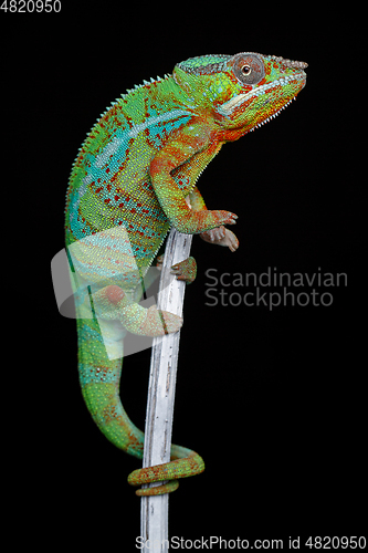 Image of alive chameleon reptile