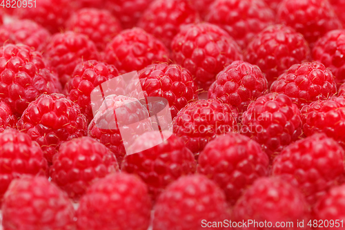 Image of many raspberry berries isolated on white