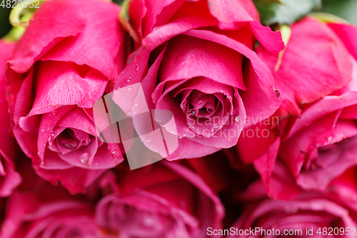 Image of many fresh pink roses 