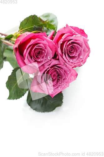 Image of pink roses isolated on white