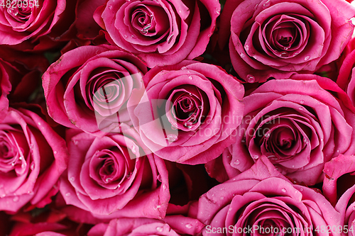 Image of many fresh pink roses 