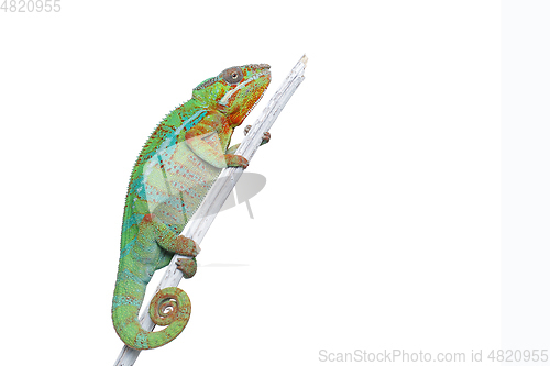 Image of alive chameleon reptile