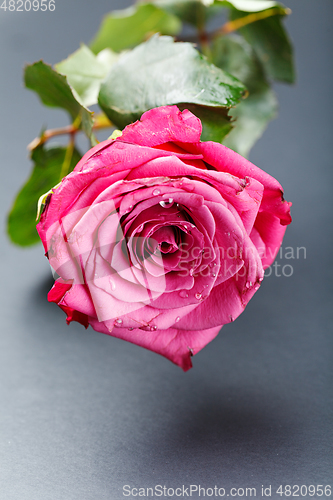 Image of pink rose isolated on white