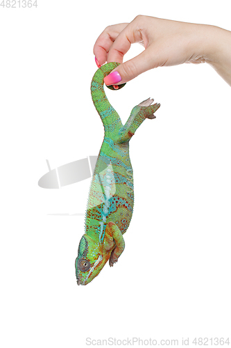 Image of alive chameleon reptile