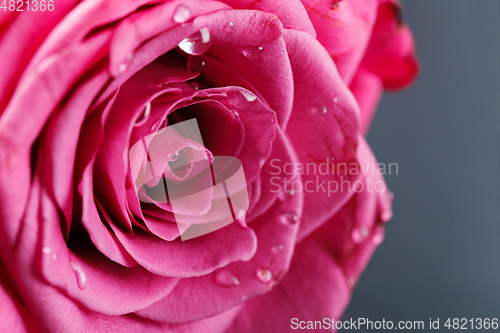 Image of pink roses isolated on white