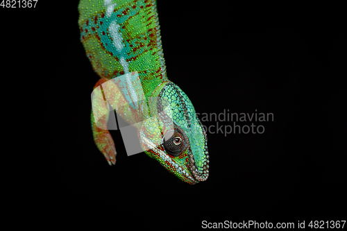 Image of alive chameleon reptile