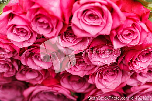 Image of many fresh pink roses 