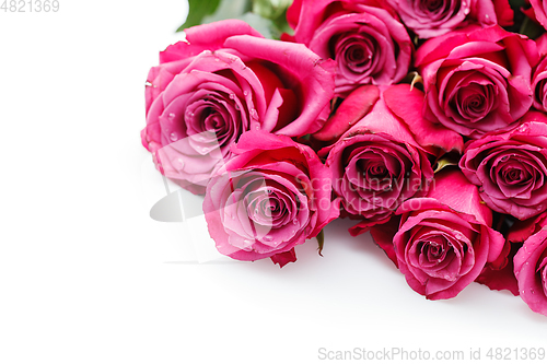 Image of pink roses isolated on white