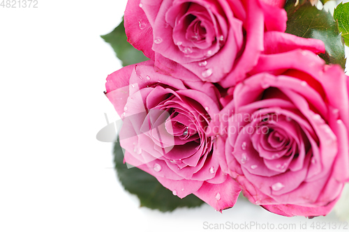 Image of pink roses isolated on white