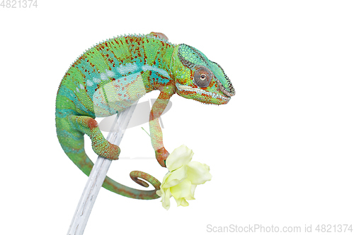 Image of alive chameleon reptile