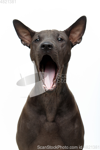 Image of beautiful thai ridgeback puppy yawning