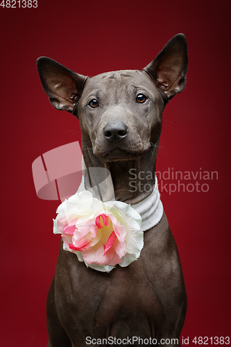 Image of beautiful thai ridgeback puppy