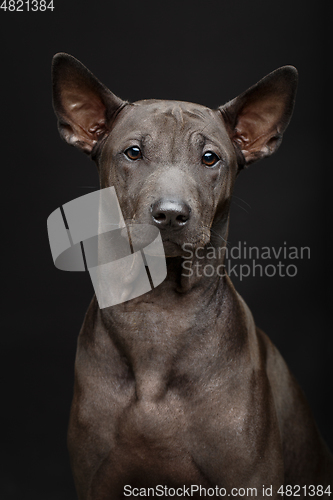 Image of beautiful thai ridgeback puppy