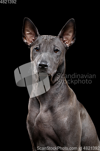 Image of beautiful thai ridgeback puppy