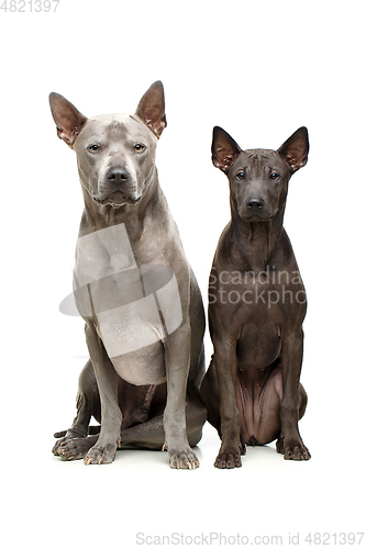 Image of beautiful thai ridgeback dogs