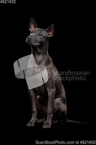 Image of beautiful thai ridgeback puppy