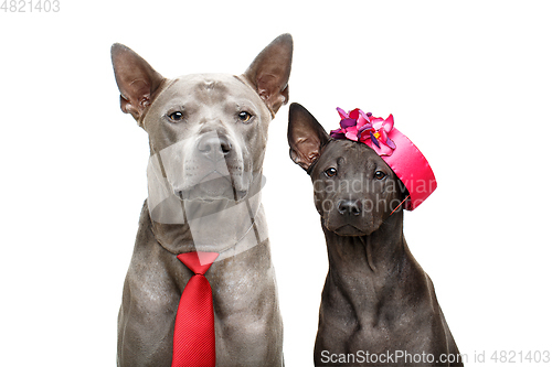 Image of beautiful thai ridgeback dogs