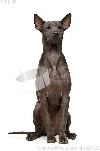 Image of beautiful thai ridgeback puppy