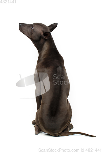 Image of beautiful thai ridgeback puppy