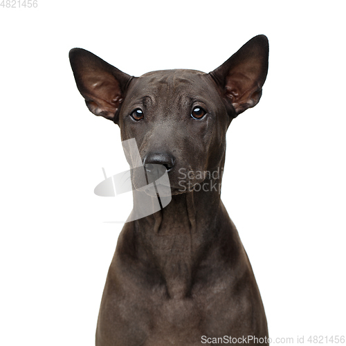 Image of beautiful thai ridgeback puppy