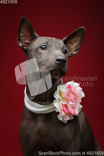 Image of beautiful thai ridgeback puppy