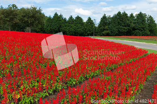 Image of Red Salvia farm